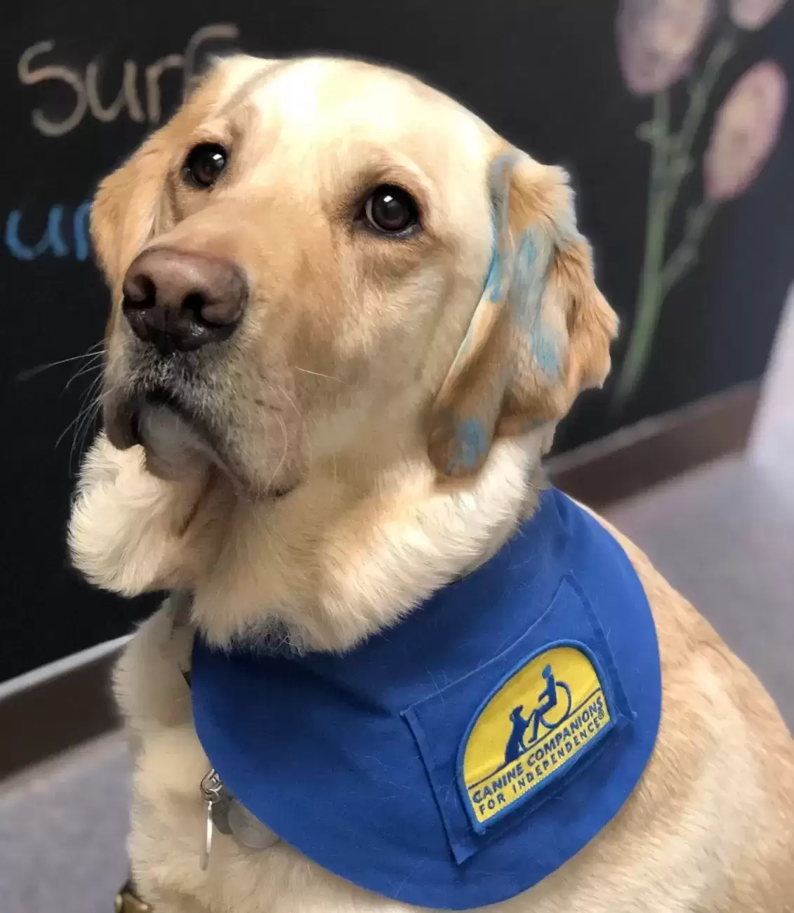 Service Dog working with foster kids in Virginia